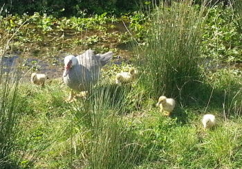 story image about brad and brad pitt groin