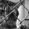 thumbnail for item Pussy cat in a cage