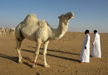 story image about executions and floggings