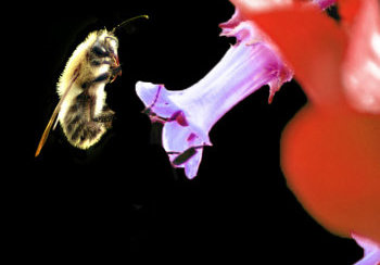 story image about inside and nest