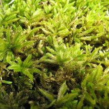 Green thumbs beware! Talking to your houseplants may make them smarter but turn you into a plant-brained pea!