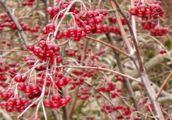 story image about berries and chef