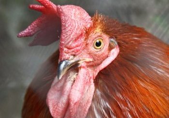 story image about airport and airport scanner