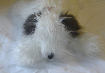 story image about dog and health