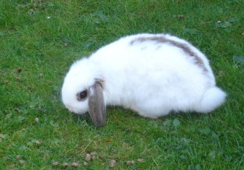 story image about boyle and susan