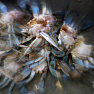 thumbnail for item Crabs healthy