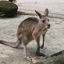Aussie Women Cricketers under fire in press following T20 series loss to England despite retaining Ashes