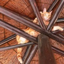 Cat-astrophic! TikTok Accused of Tracking UK Journalist Through Her Feline Friend