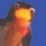 thumbnail for item Image for Joke: What Do You Call A Penguin In The Desert?