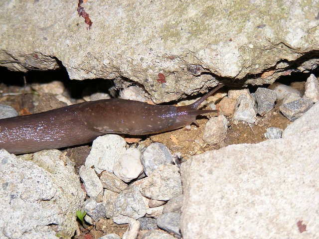 Slug it out with slugger