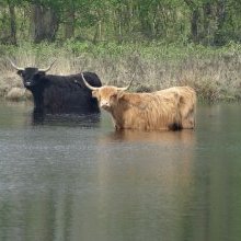 Local Farmer Shocked to Discover Cows Could Fly, But Chose Not To