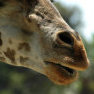 thumbnail for item Giraffe gossip