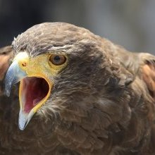 Manchester United's Harry Maguire looks like a statue at FA Cup final, kick-off time moved forward on police advice