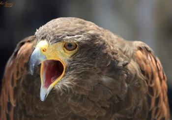 story image about advice and FA Cup