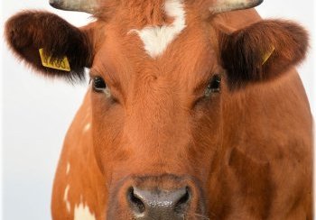 story image about bull and Bulls