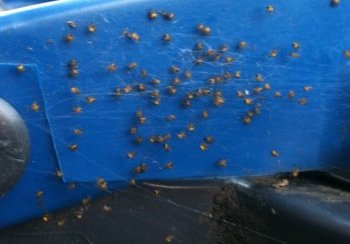 story image about baby and michelle obama