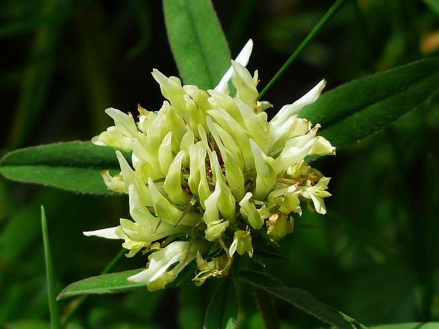 You can resell my kidney but never my liver