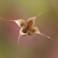 Beckham in threesome ending with a delightful high tea