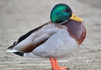 story image about disease and european quack