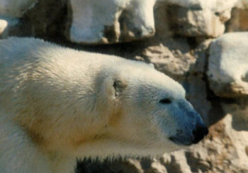 story image about bear and objectified