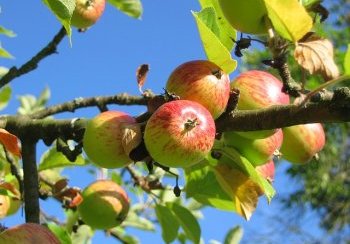 story image about apple and Apple store