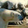 thumbnail for item Polar bear object