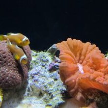 Clown tears cure bad breath; Smokey Robinson calls revelation "mint"