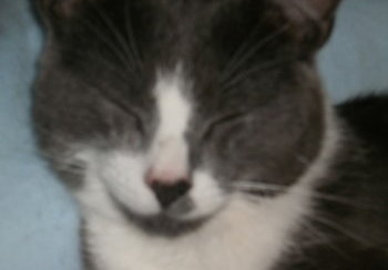 story image about gonads and gonads news