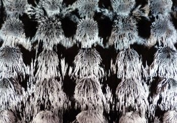 story image about Boson and couple