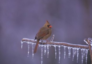 story image about accents and Director General