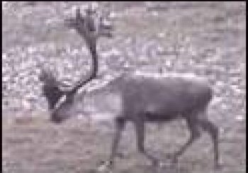 story image about banned and rudolph