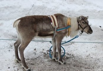 story image about health and Laughingstate College