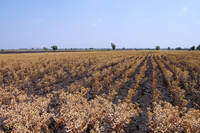 All this used to be fields