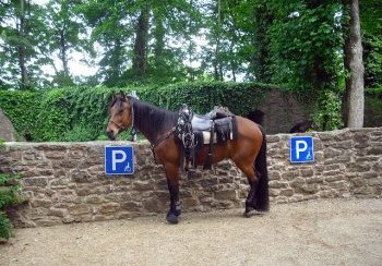 story image about health and horse