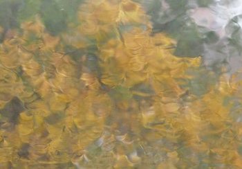 story image about Brazilians and Disc lipped