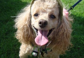 story image about Dastardly and Dick Dastardly