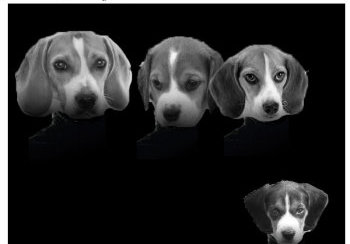 story image about bands and beagles